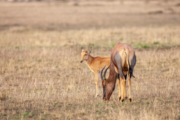 Mother Topi with young