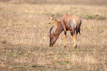 Mother Topi with young