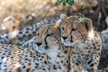 African Cheetah in Kenya Africa