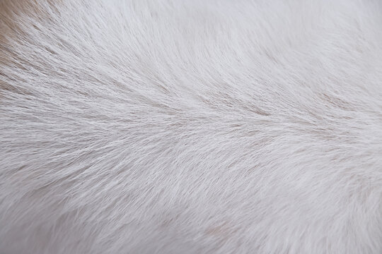 Texture of dog fur line patterns white gray background