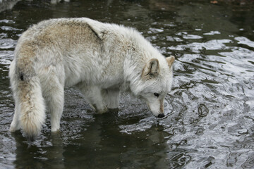 North American Grey Wolf