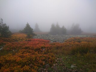 autumn mountain landscape in the fog