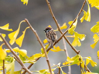 Eurasian tree sparrows in autumn ginkgo tree 3