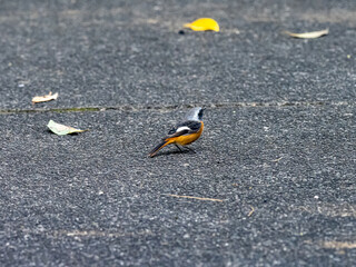 Daurian Redstart on a paved walking path 3