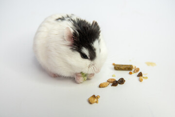 Djungarian hamster eating in sawdust on white background