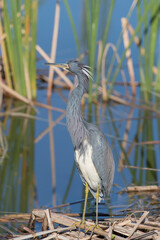 Tri-colored Heron in a Florida Marsh