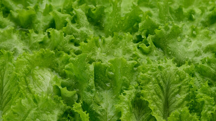 lettuce leaf close up. Fresh green salad lettuce. Healthy food concept