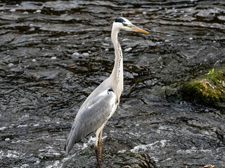 Japanese Gray Heron in the Katase River 5