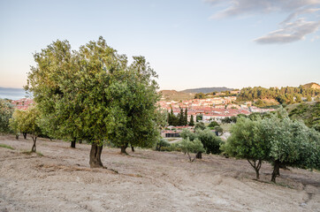 Olive trees on a hill above Pefkochori, Greece 