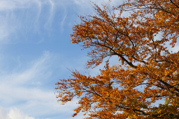 Fototapeta premium autumn colored leaves on a beech branch against the blue sky