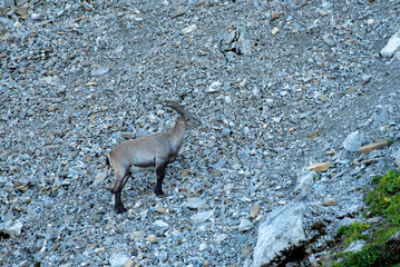 Ibex in the wild in the Alpstein region in Appenzell