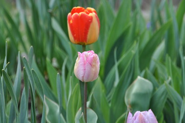 Tulpen im Garten