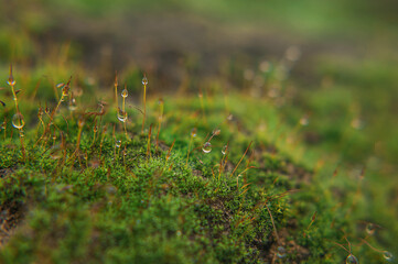 moss in water droplets after rain. selective focus