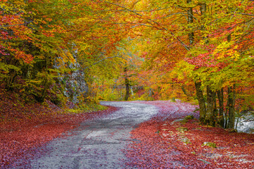 National Park of Abruzzo, Lazio and Molise (Italy) - The autumn with foliage in the mountain...