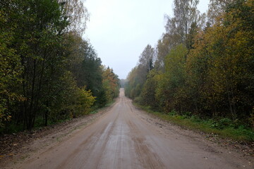 The forest road 