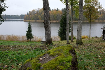 The autumn forest panoramic view