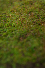 moss in water droplets after rain. selective focus