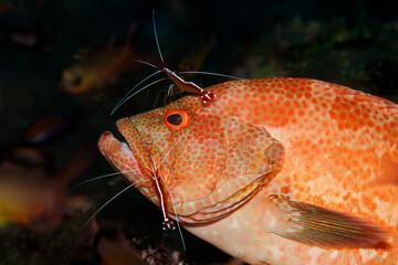 Obraz na płótnie Canvas Tomato grouper (Cephalopholis sonnerati) being cleaned by a cleaner shrimp (Lysmata amboinensis) in Tulamben, Bali, Indonesia