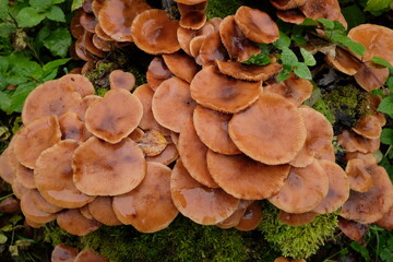 The forest mushrooms