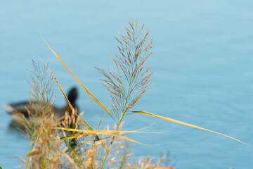 grass by the water