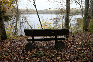 The forest bench