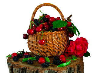 Isolated against a white background, a wicker basket filled with cherries stands on a stump. Also on the stump-mulberry, scarlet rose and green pea pods.