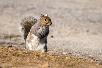 Grey Squirrel in city park