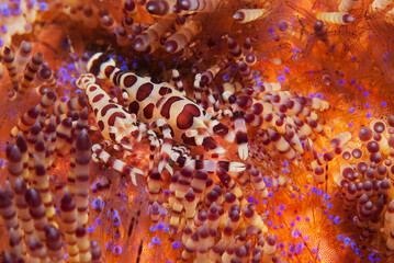 Coleman’s shrimp pair (Periclimenes colmani) on a fire urchin near Tulamben, Bali, Indonesia