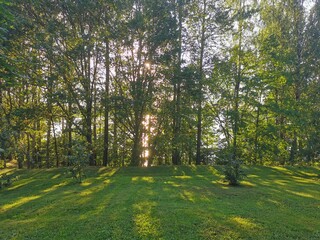 The autumn forest panoramic view