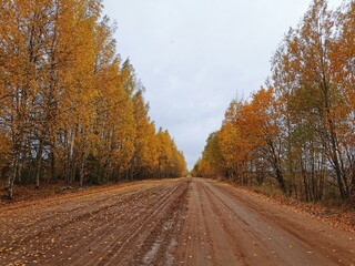 The forest road 
