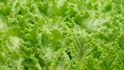 lettuce leaf close up. Fresh green salad lettuce. Healthy food concept