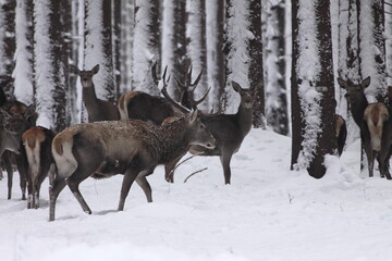 Majestic powerful young red deer in winter meadow on corner forest