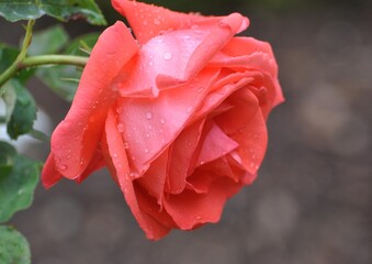 Rote Rosen im Garten