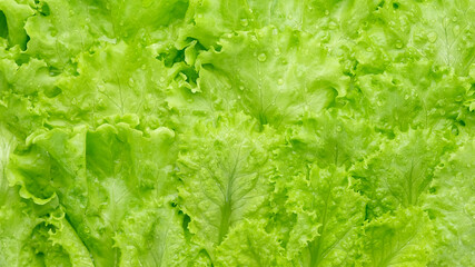fresh lettuce leaf close up. green salad lettuce. Healthy food