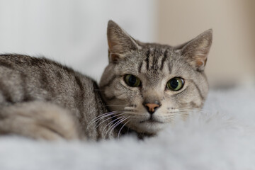 見つめる猫　サバトラ猫