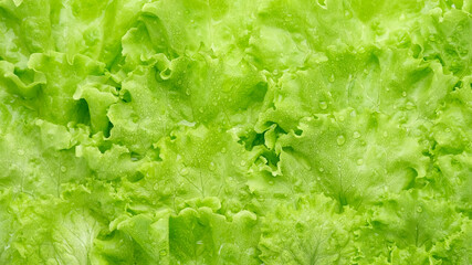fresh lettuce leaf close up. green salad lettuce. Healthy food