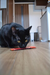 Naklejka premium 食べる黒猫