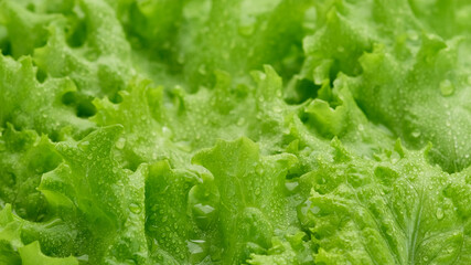 lettuce leaves close up. green salad lettuce. Healthy food