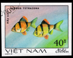 Postage stamp issued in the Vietnam with the image of the Tiger barb, Barbus tetrazona. From the...