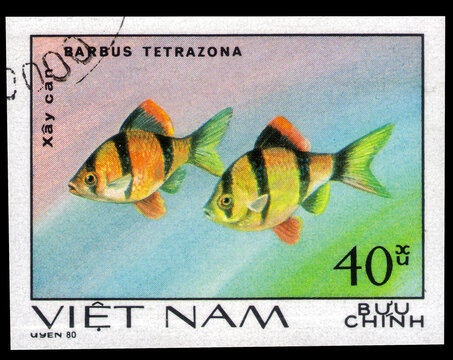 Postage stamp issued in the Vietnam with the image of the Tiger barb, Barbus tetrazona. From the series on Fish, Ornamental, circa 1981