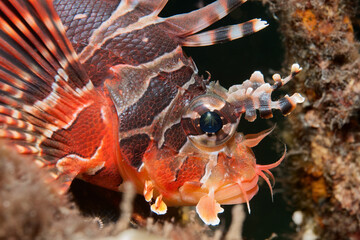 Portrait of a zebra lionfish (Dendrochirus zebra) near Tulamben, Bali, Indonesia
