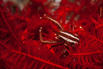 Feather star squat lobster (Allogalathea elegans) near Tulamben, Bali, Indonesia