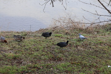 冬の河川敷で餌を探すヒドリガモとオオバンとカワラバト