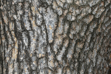 lacebark pine bark texture natural background