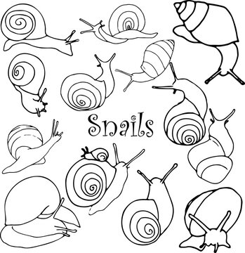 Bundle outline Snails. Hand draw