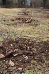 Cut tree plantation with uprooted trees on winter season in the italian countryside