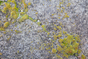 concrete wall with cracks and overgrown with moss