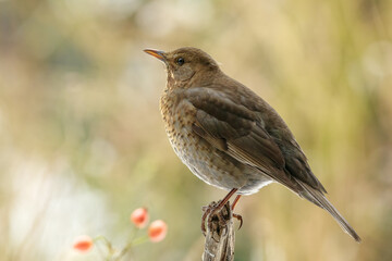 Amsel (Turdus merula)