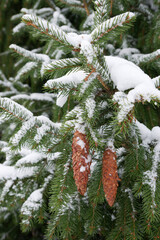 Naklejka na ściany i meble Close up of Snow covered fir tree branch with cones in winter