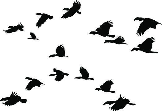 A Flock of Flying Wreathed hornbill Birds. Vector